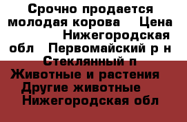 Срочно продается молодая корова. › Цена ­ 40 000 - Нижегородская обл., Первомайский р-н, Стеклянный п. Животные и растения » Другие животные   . Нижегородская обл.